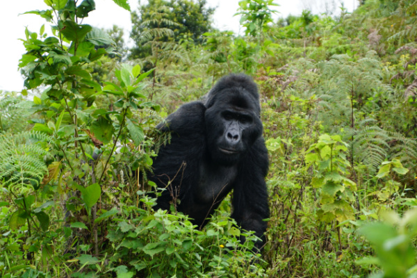 image_gorilla_safaris_in_uganda
