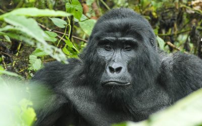 Discover the Enchanting Bwindi Impenetrable Forest National Park with Extrava Gorilla Adventures