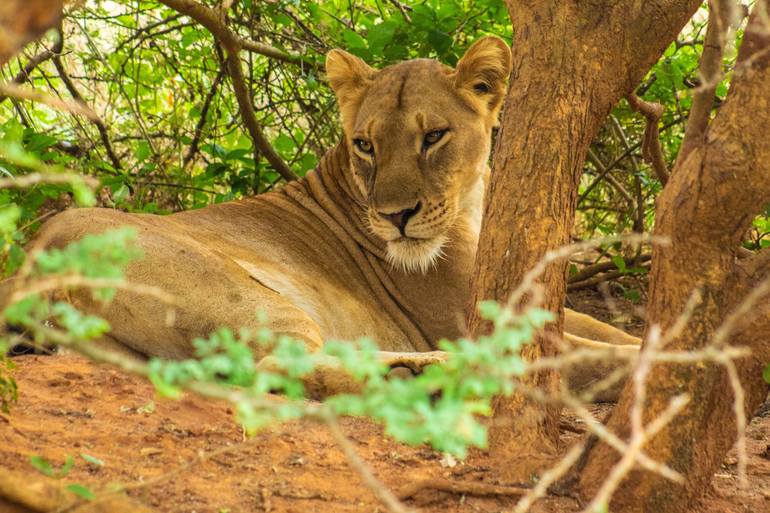image_gorilla_safaris_in_uganda