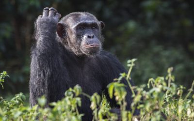 Kibale: Where Chimpanzees Whisper Secrets to the Trees