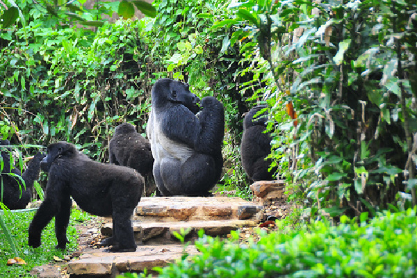 image_gorilla_safaris_in_uganda