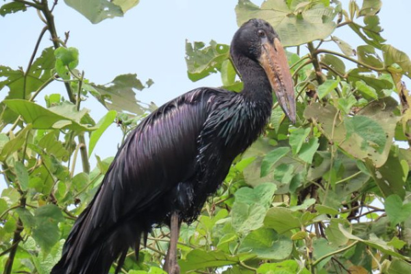 image_gorilla_safaris_in_uganda