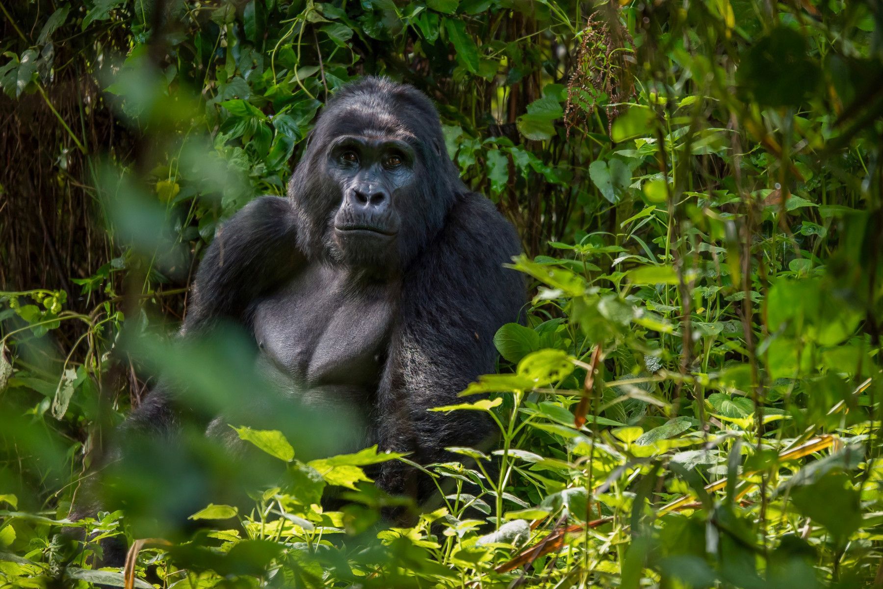 image_mountain_gorilla_in_bwindi_impenetrable_national_park