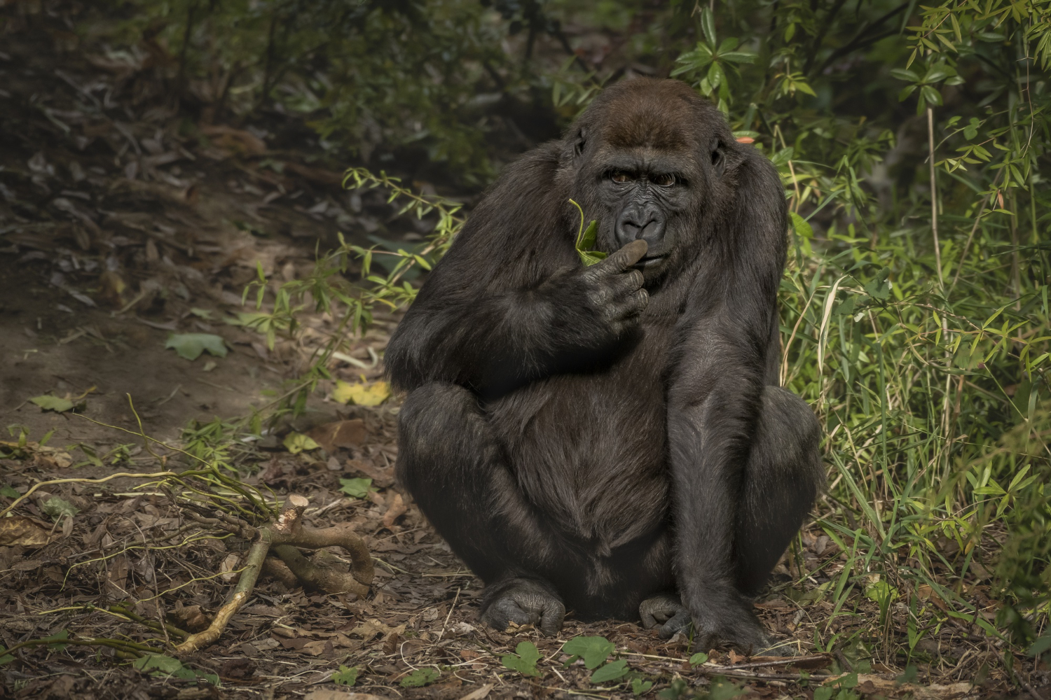 image_gorilla_safaris_in_uganda