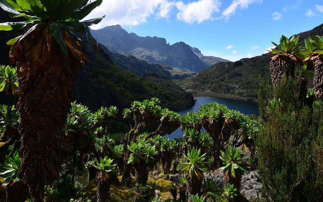 Scaling the Peaks of Wonder: A Journey to Rwenzori Mountains National Park