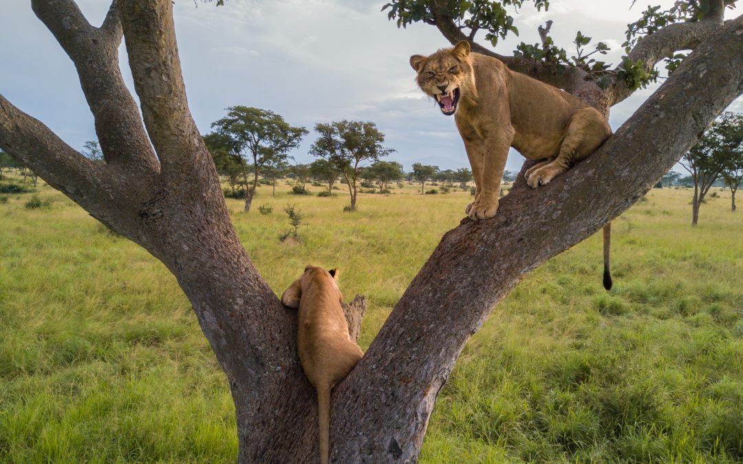 image_queen_elizabeth_national_park_tree_lions