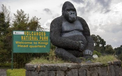Volcanoes National Park: A Journey into the Heart of Gorilla Territory in Rwanda
