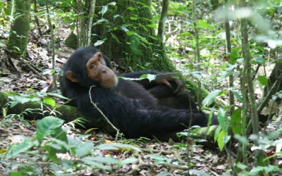 Kibira National Park: Burundi’s Pristine Montane Rainforest Explored