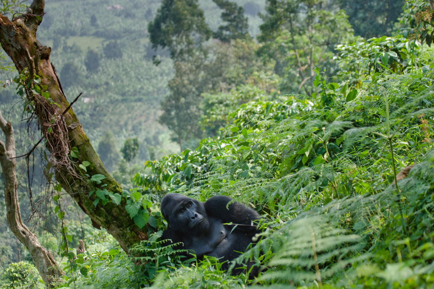 image_gorilla_safaris_in_uganda