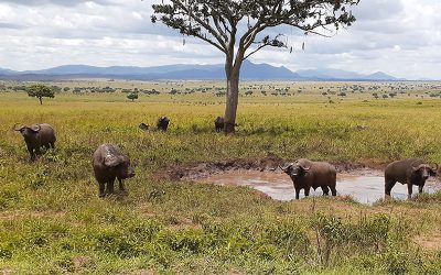 Untamed wilderness awaits you at Kidepo Valley National Park